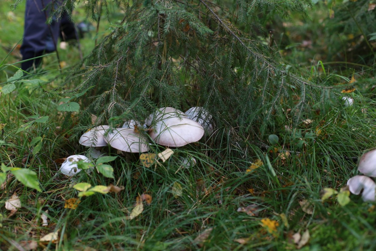 Грибы Калининградской области 2020