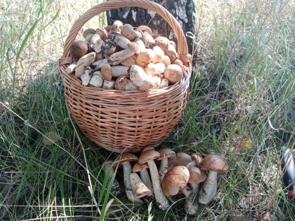 Грибы в августе