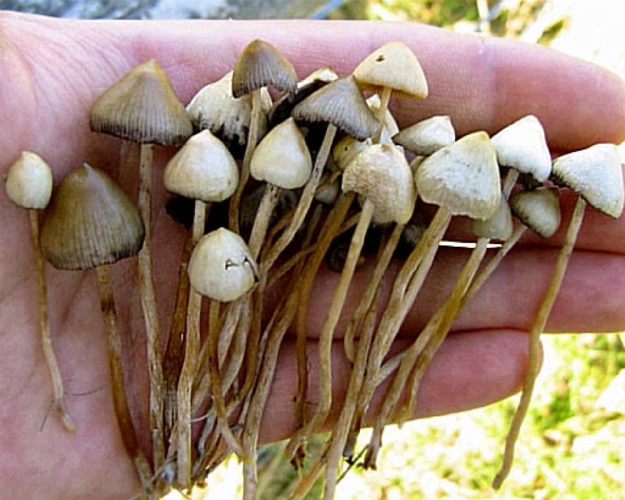 Гриб псилоцибе полуланцетовидная