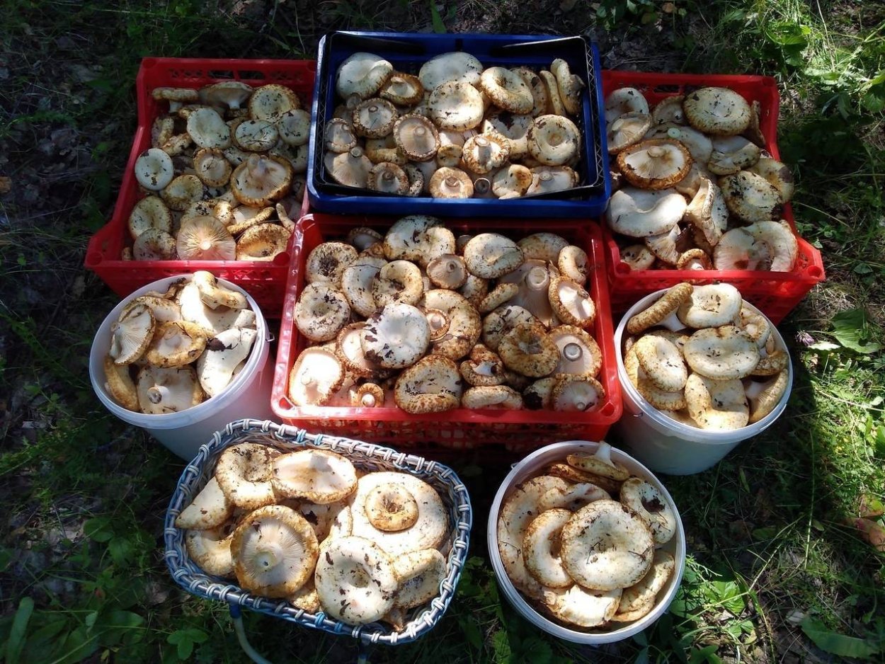 Грибные Поляны грузди