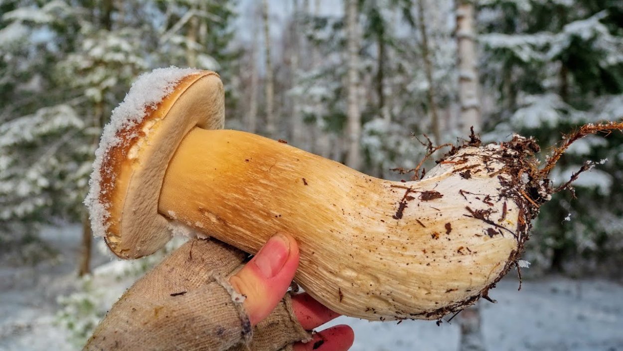 Зимние грибы в Подмосковье