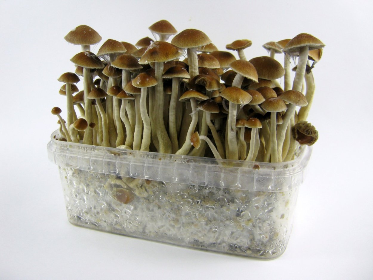 Псилоцибиновых грибов Psilocybe Cubensis