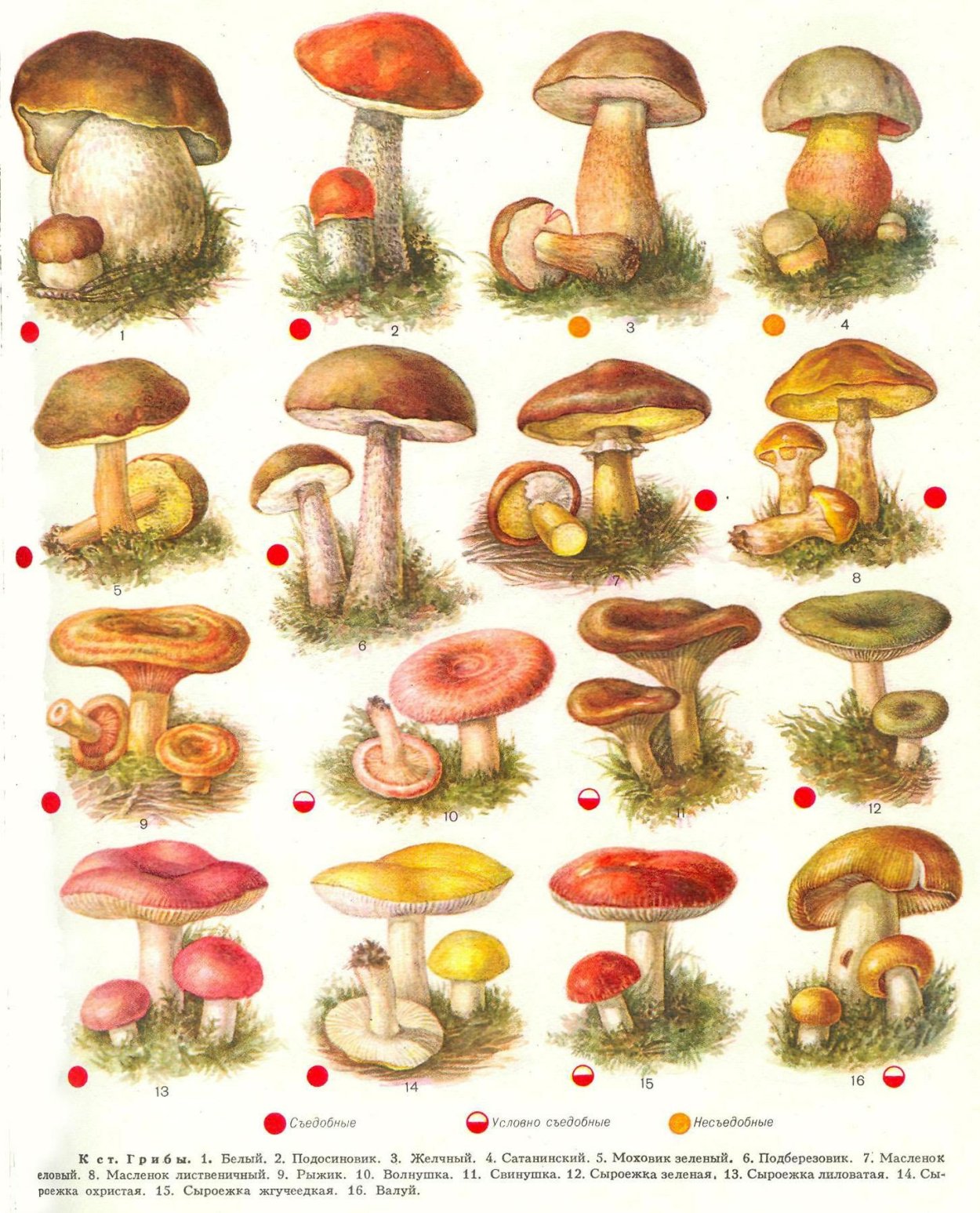 Porcini гриб