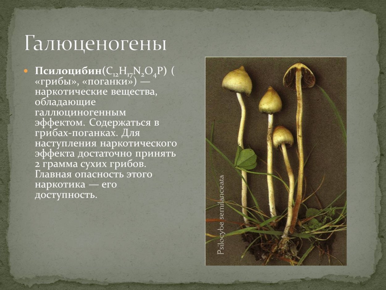 Псилоцибе полуланцетовидная