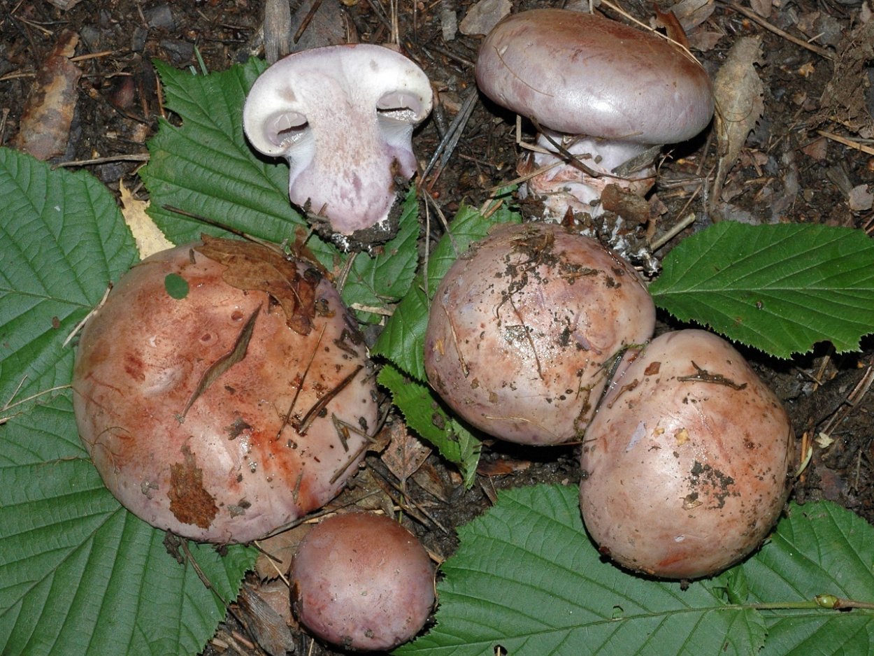 Cortinarius rufoolivaceus