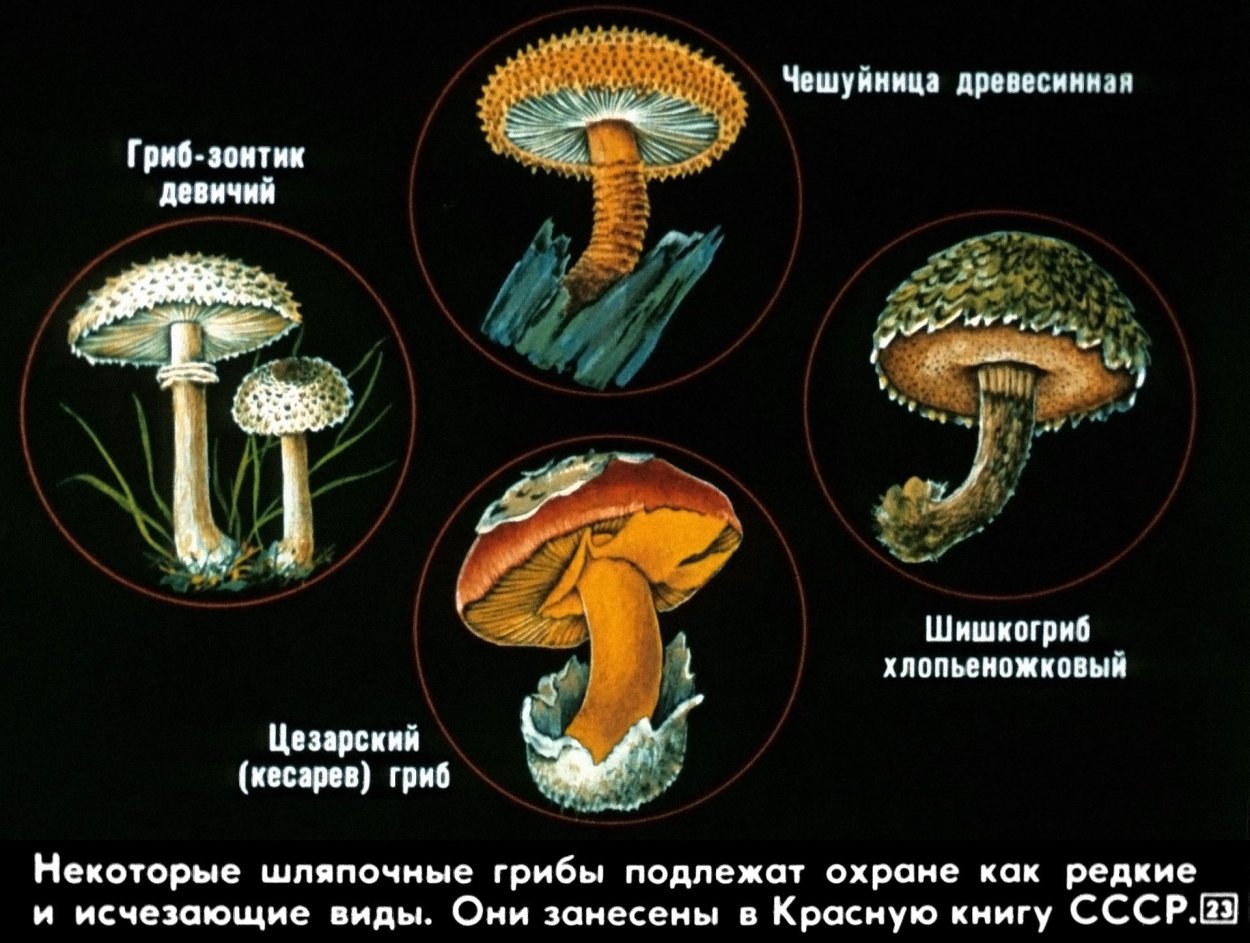 Грибы вредные для организмов