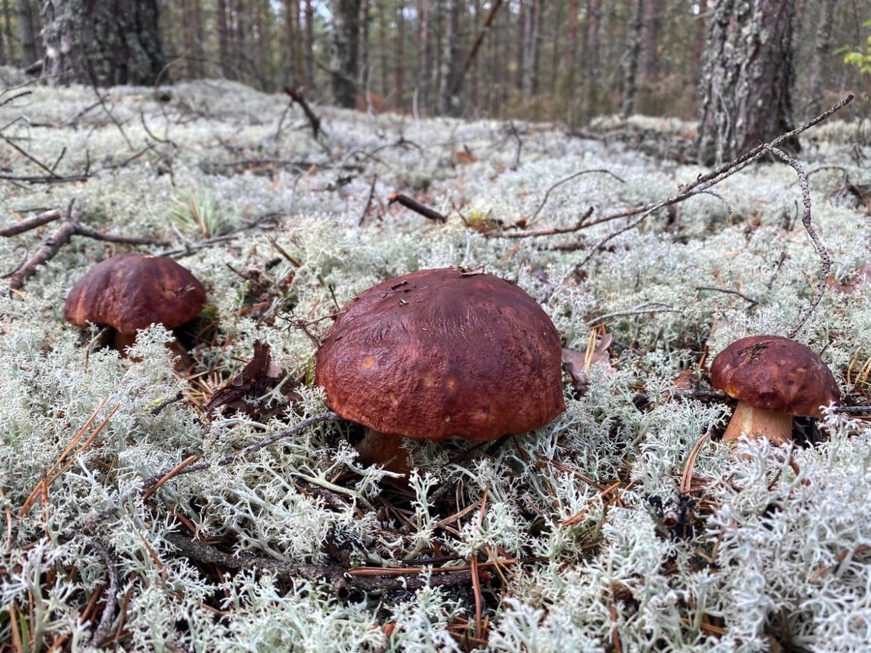 Грибы Зауралья