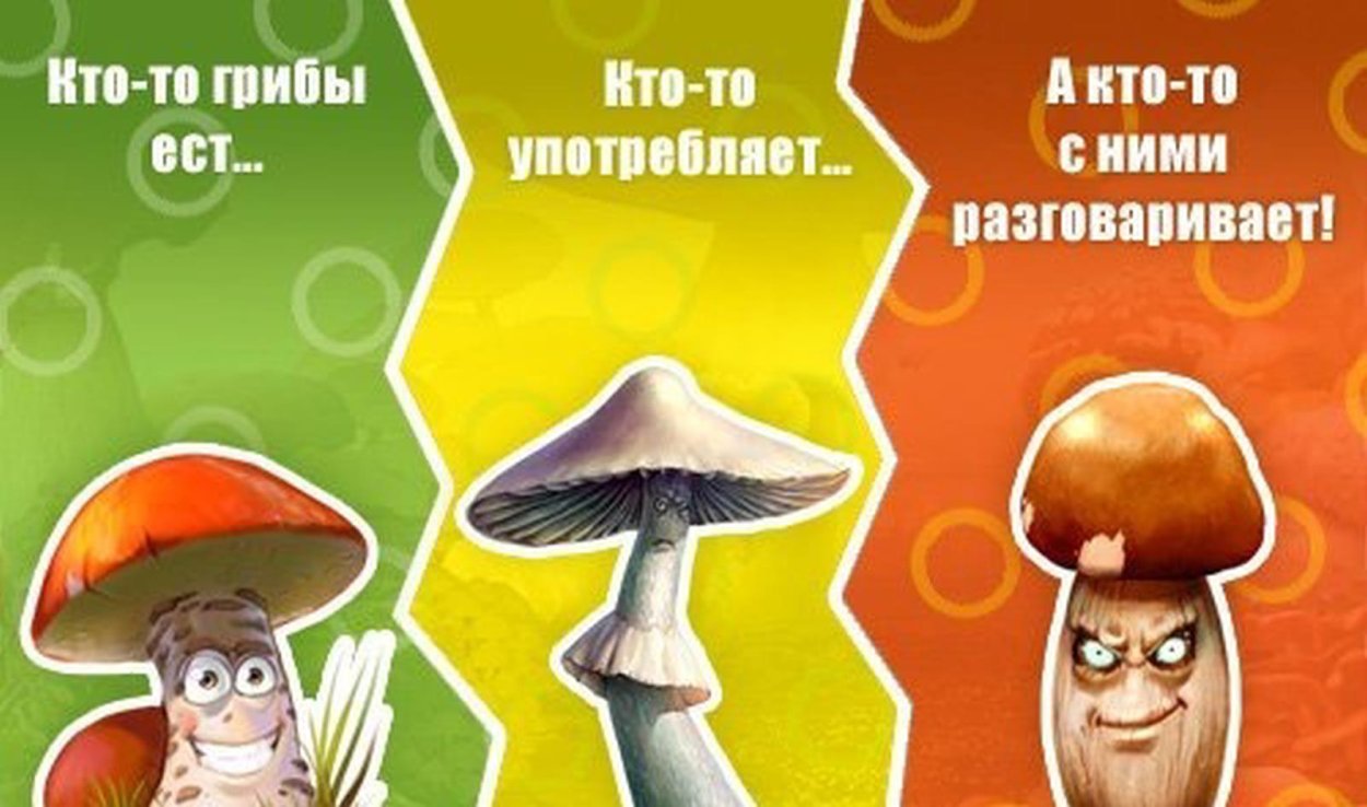 Грибная ферма псилоцибы