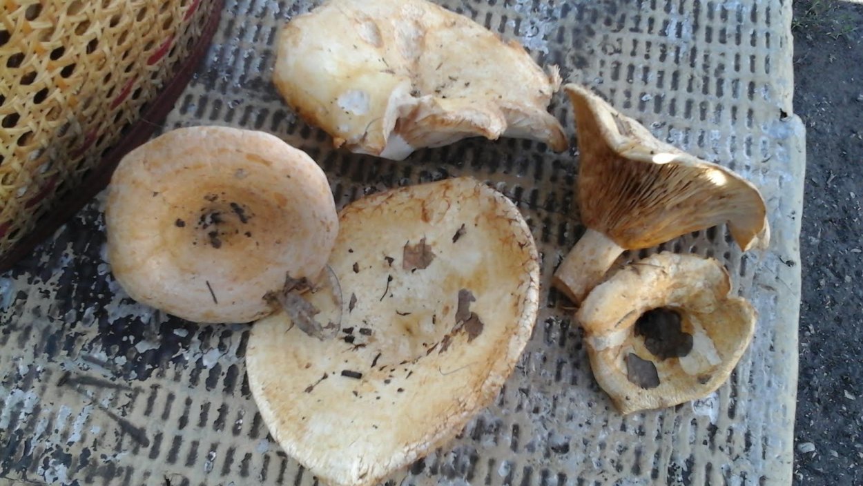 Горькие грибы