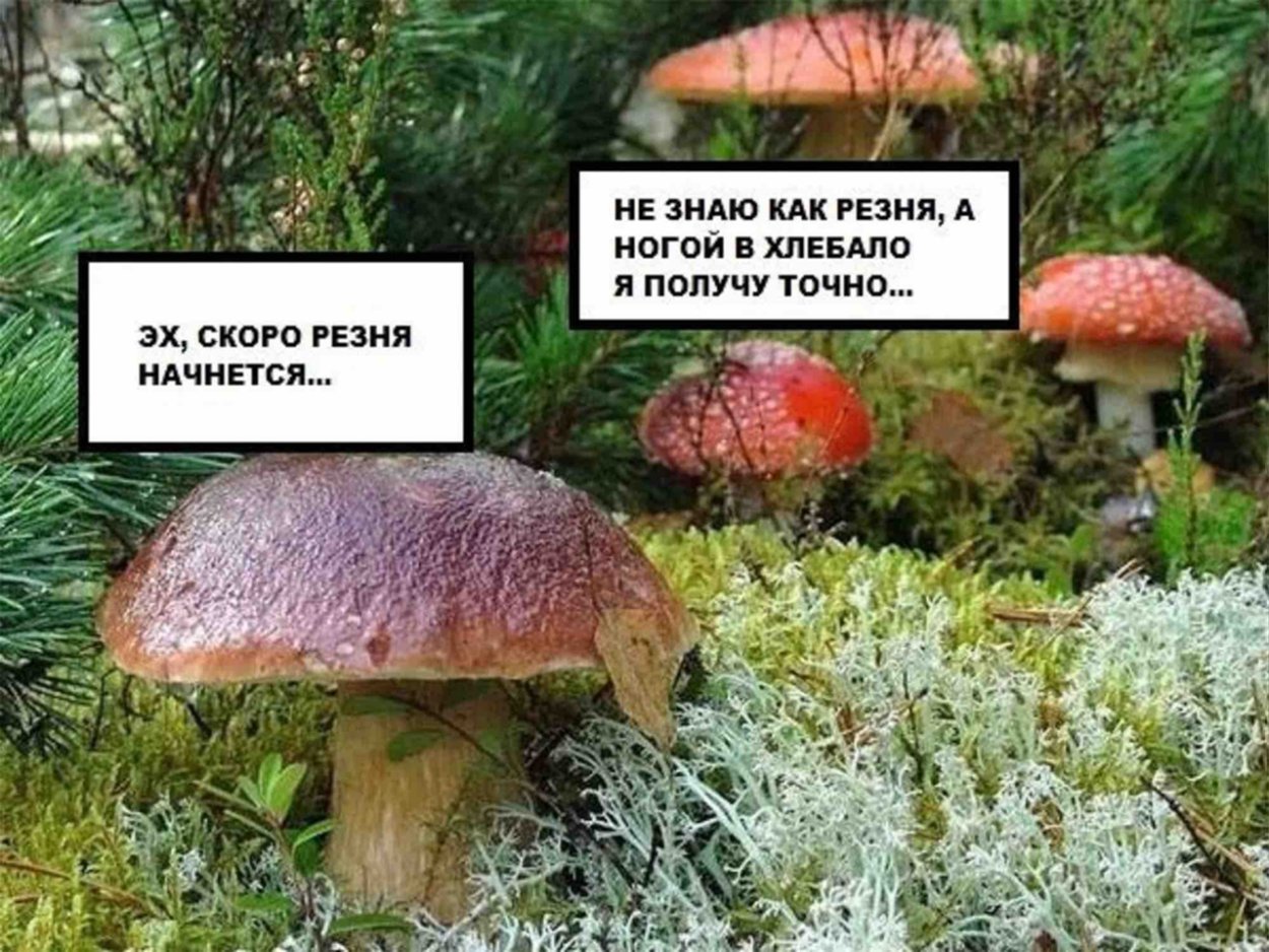Опята Волгоградской области
