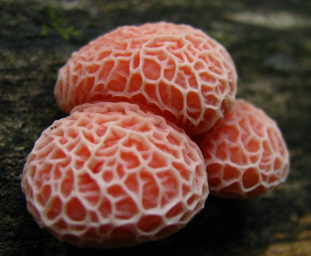 Monaghan Mushrooms