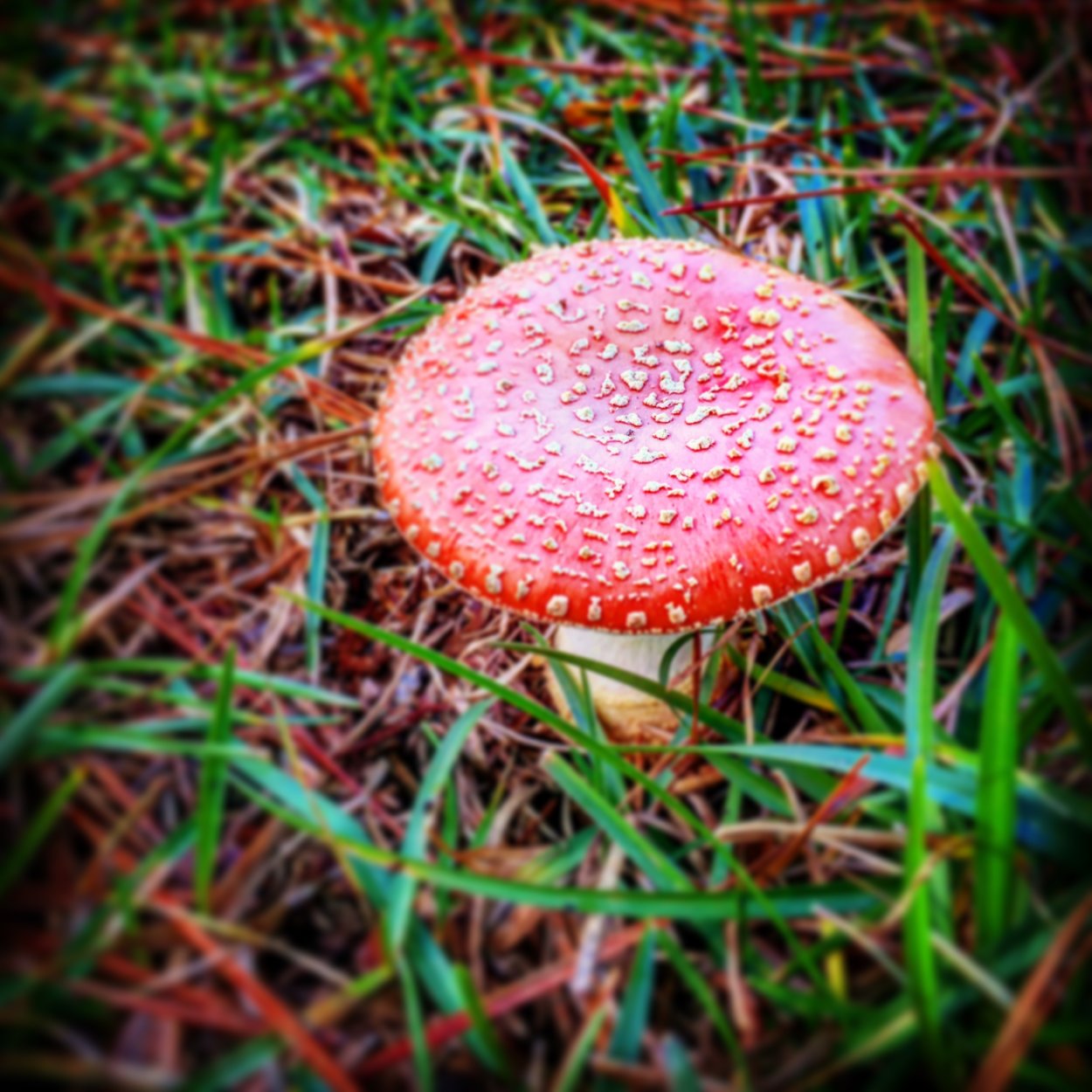 Collins fungi Guide