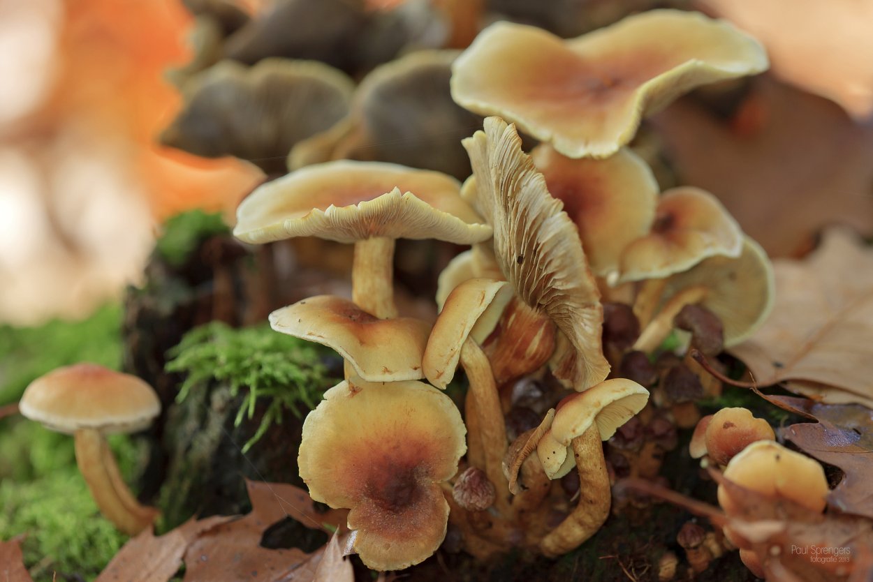 Gomphus floccosus