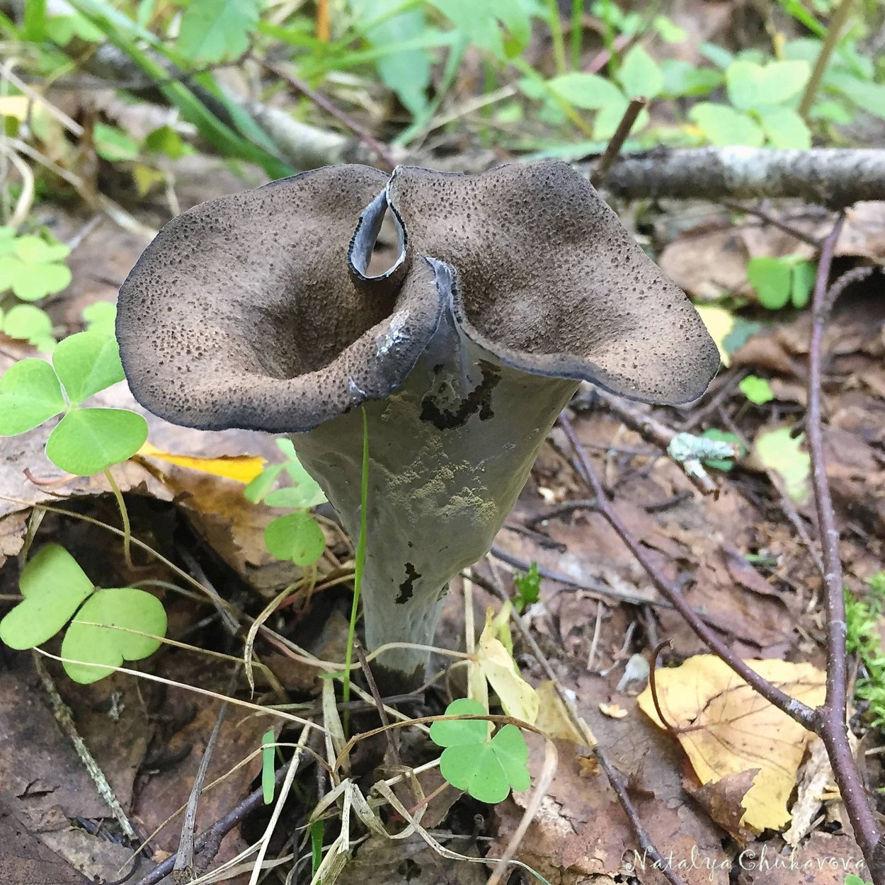 Гриб Cantharellus tubaeformis.