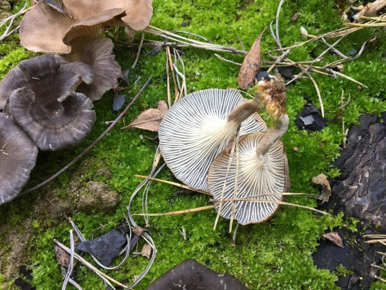 Cantharellus cinereus