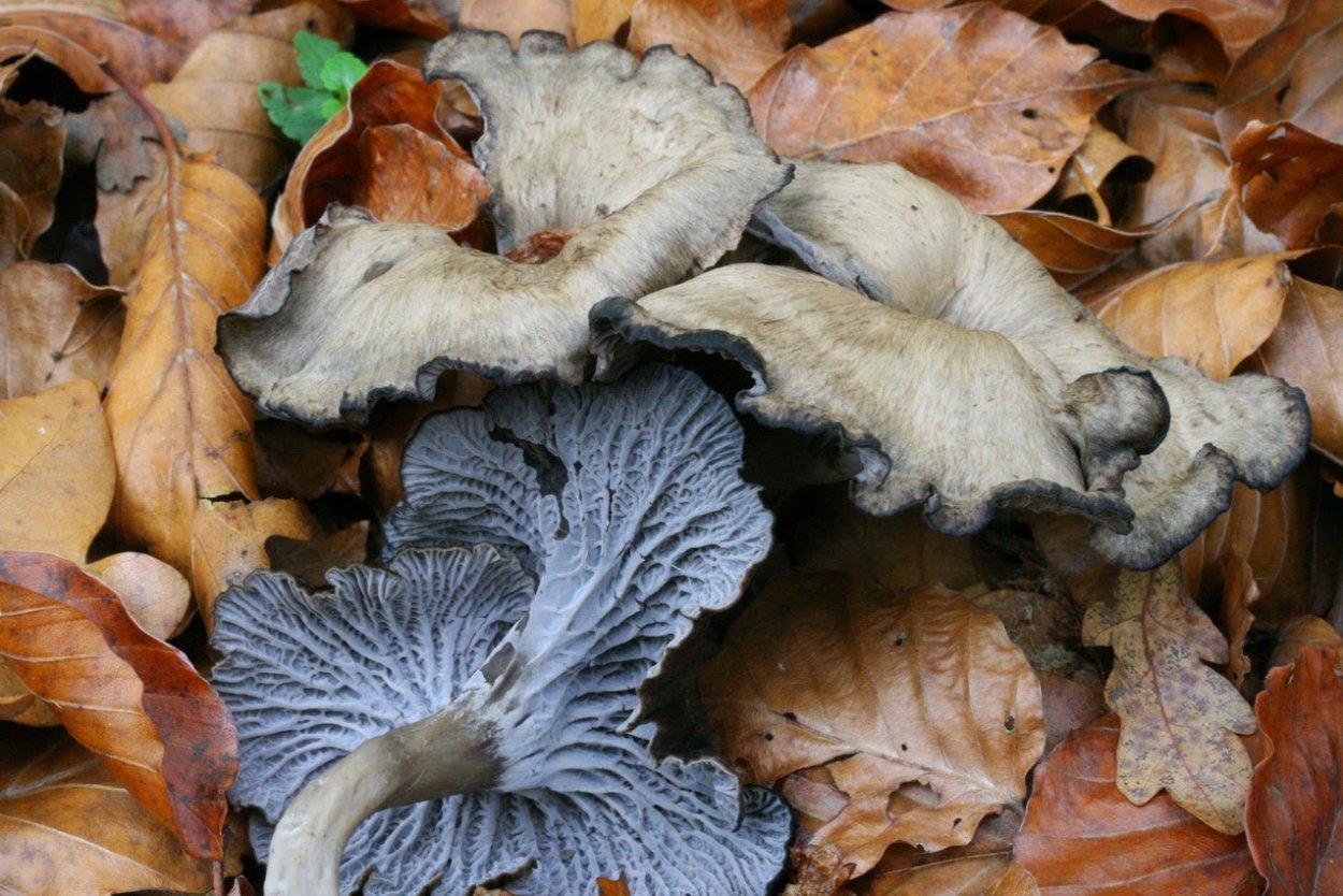 Cantharellus cinereus