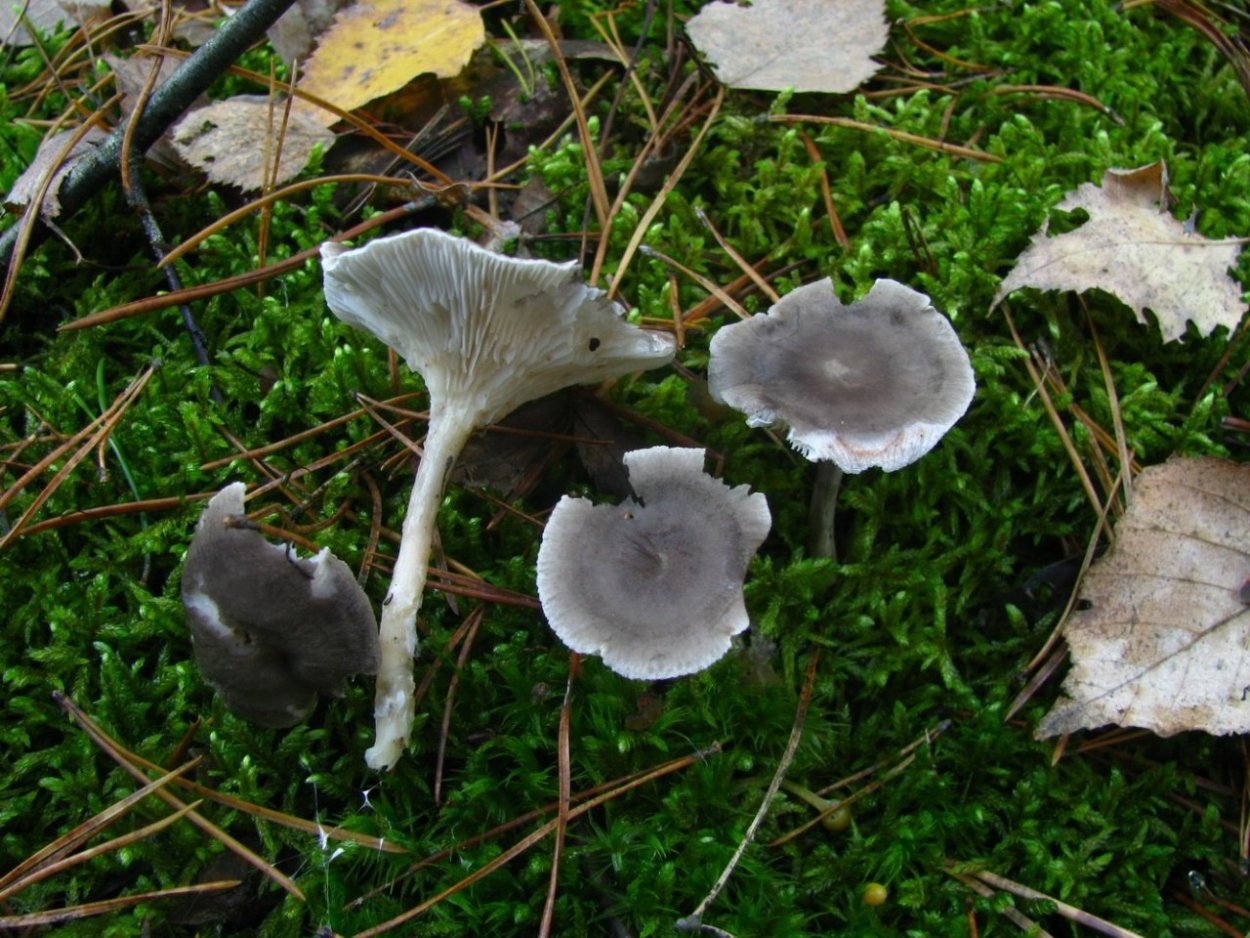 Лисичка горбатая Cantharellula umbonata