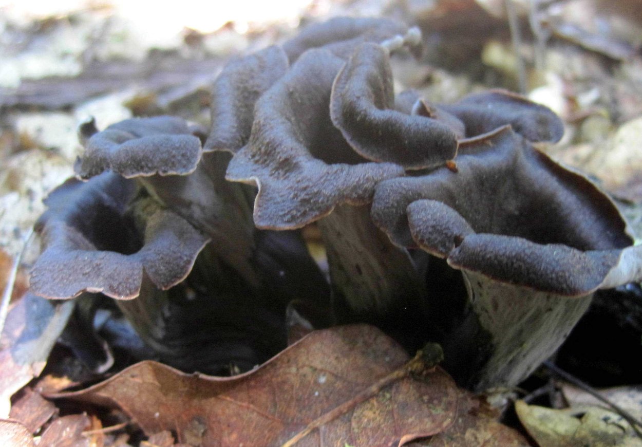 Cantharellus cinereus