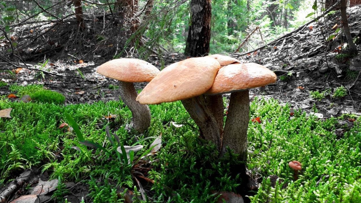 Гигантские грибы
