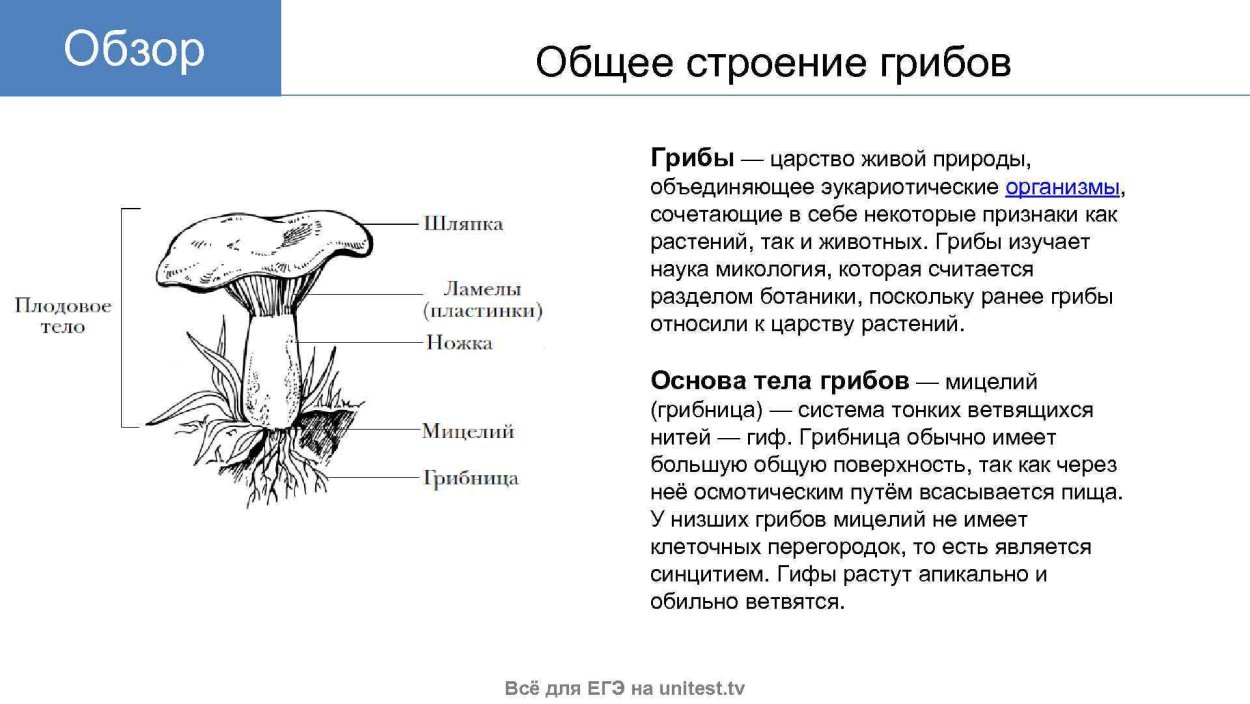 УГАРНЫЙ гриб