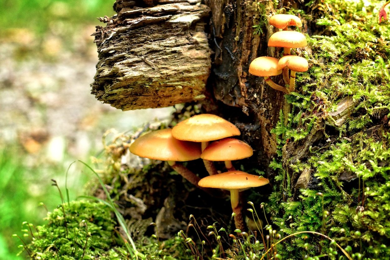 Гриб Mushroom Машрум