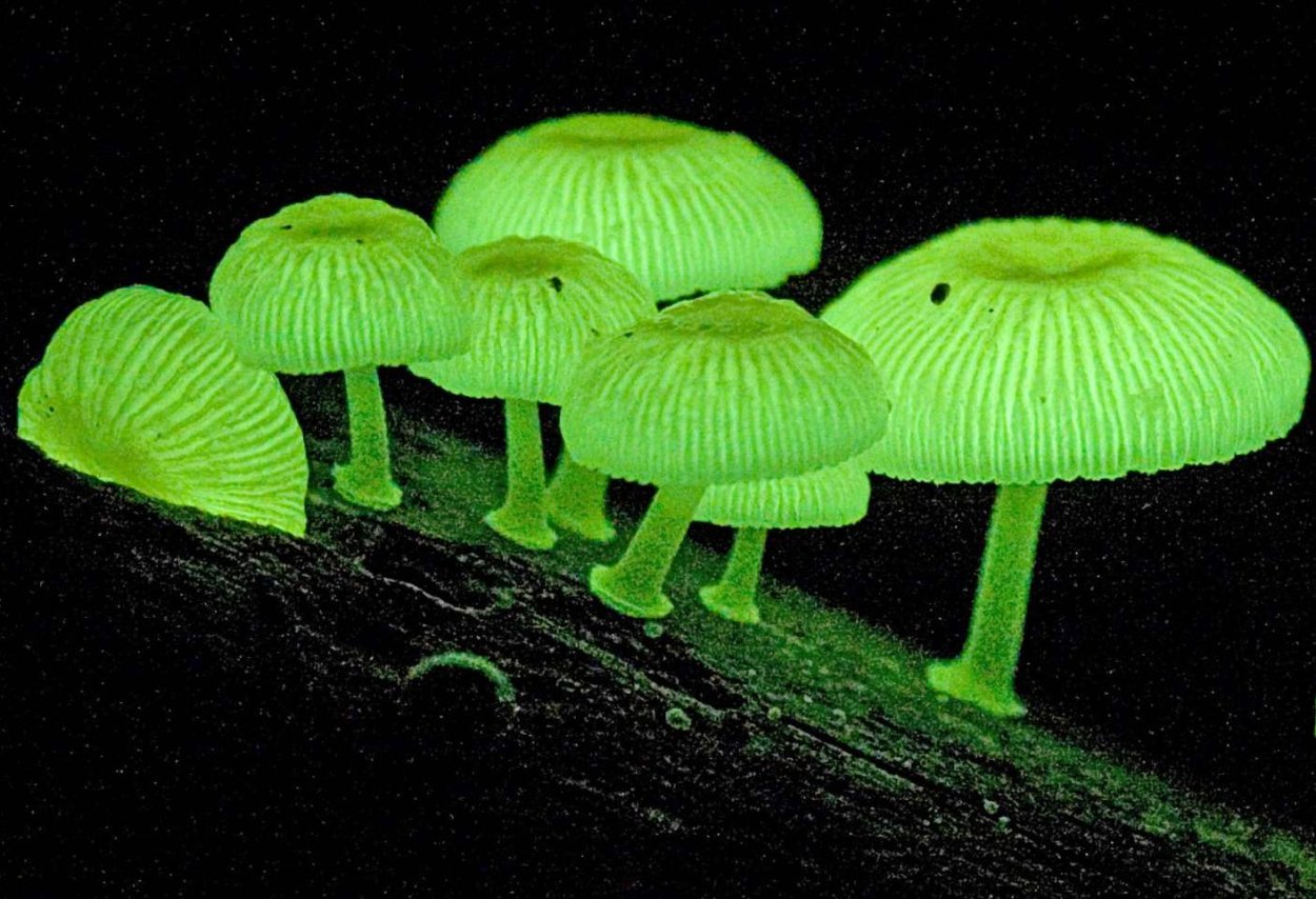 Armillaria mellea