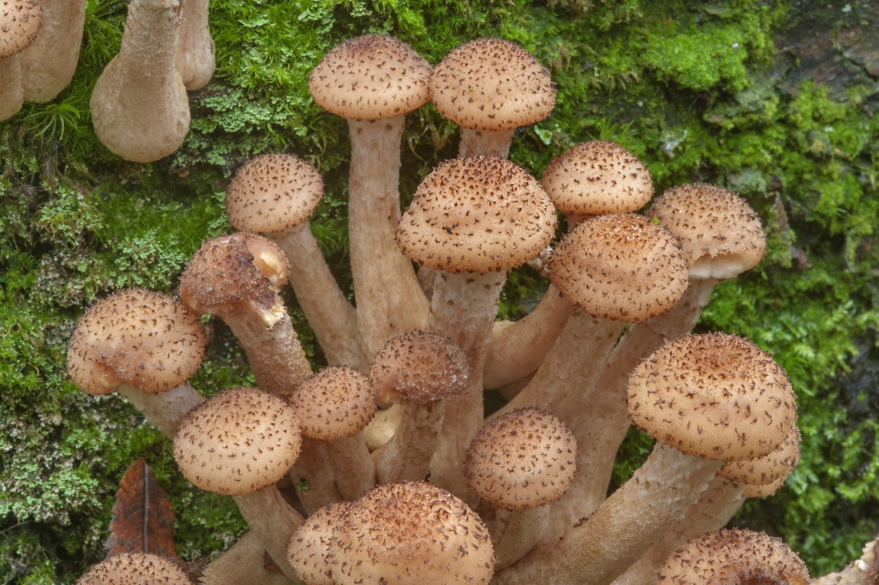 Ксилотрофные грибы