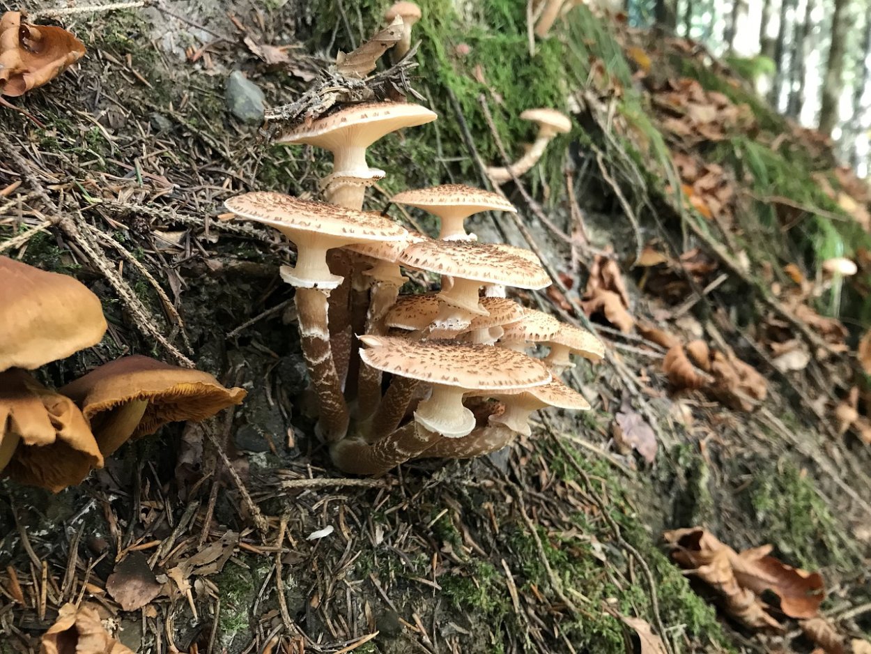 Вёшенка лимонная (Pleurotus citrinopileatus)