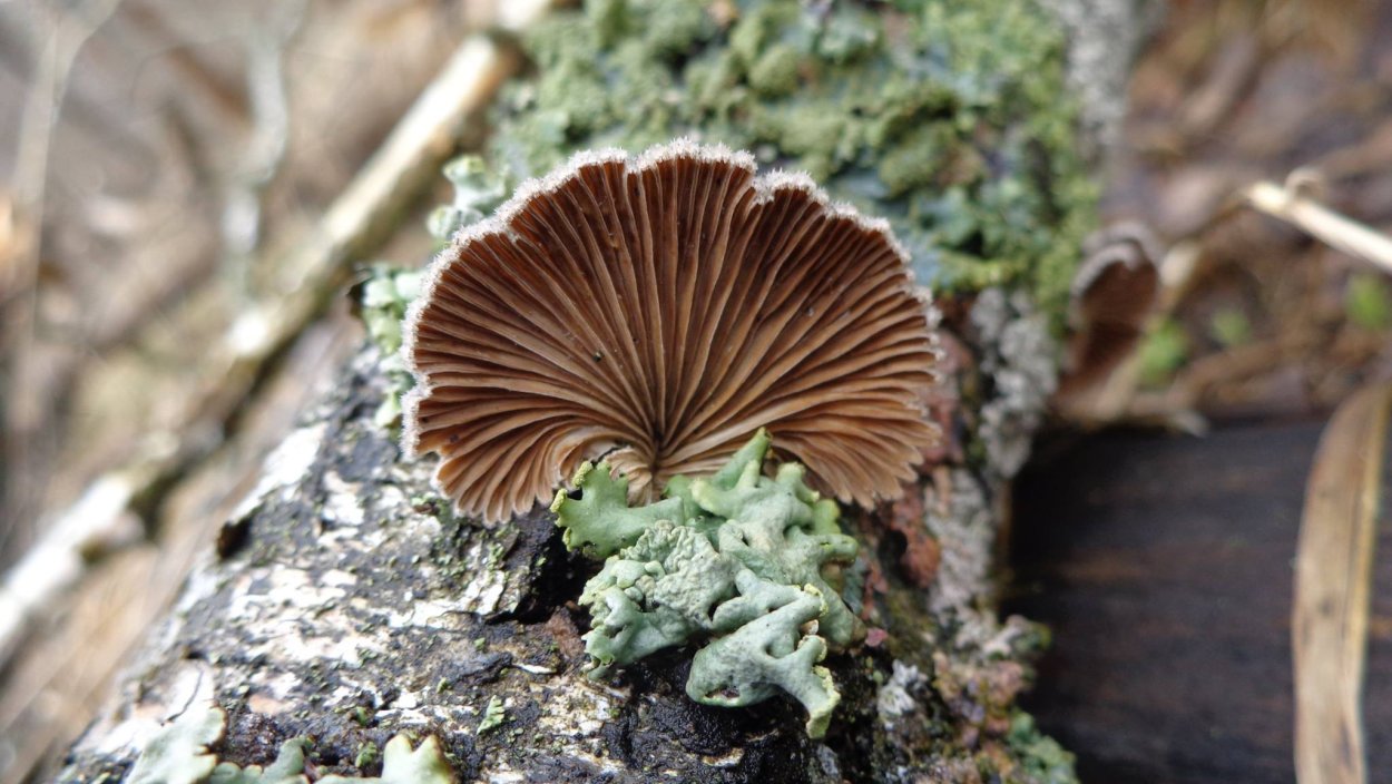 Cookeina insititia