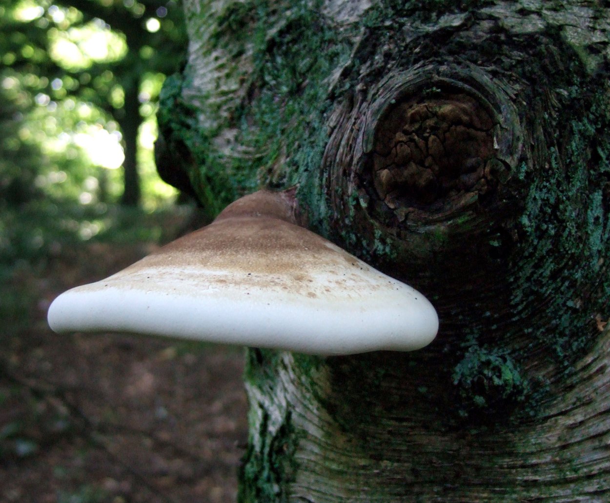 Fomitopsis betulinus