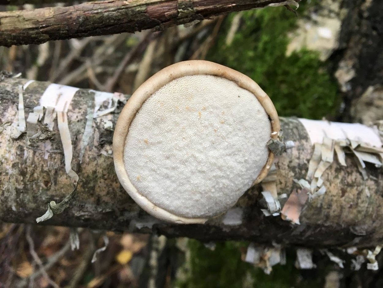 Трутовик настоящий fomes fomentarius