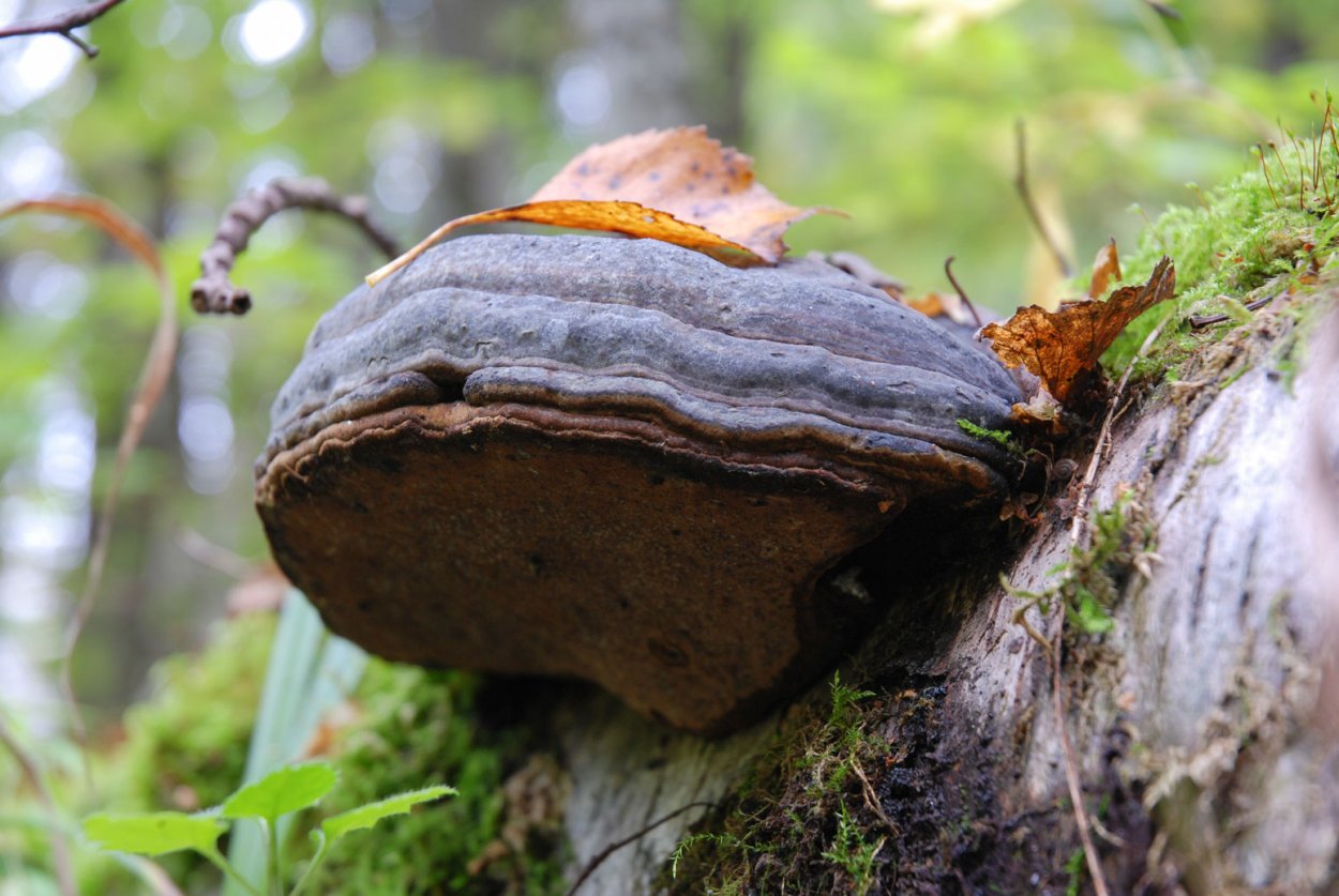 Трутовик ложный осиновый Phellinus tremulae