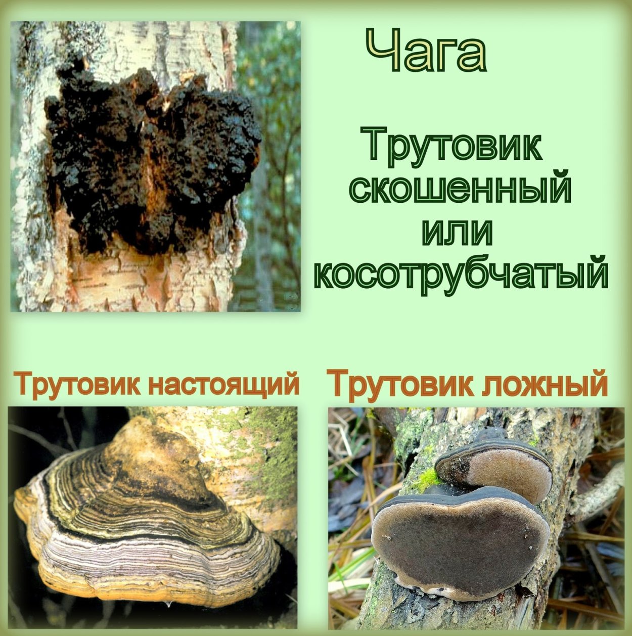 Трутовик косотрубчатый (чага)