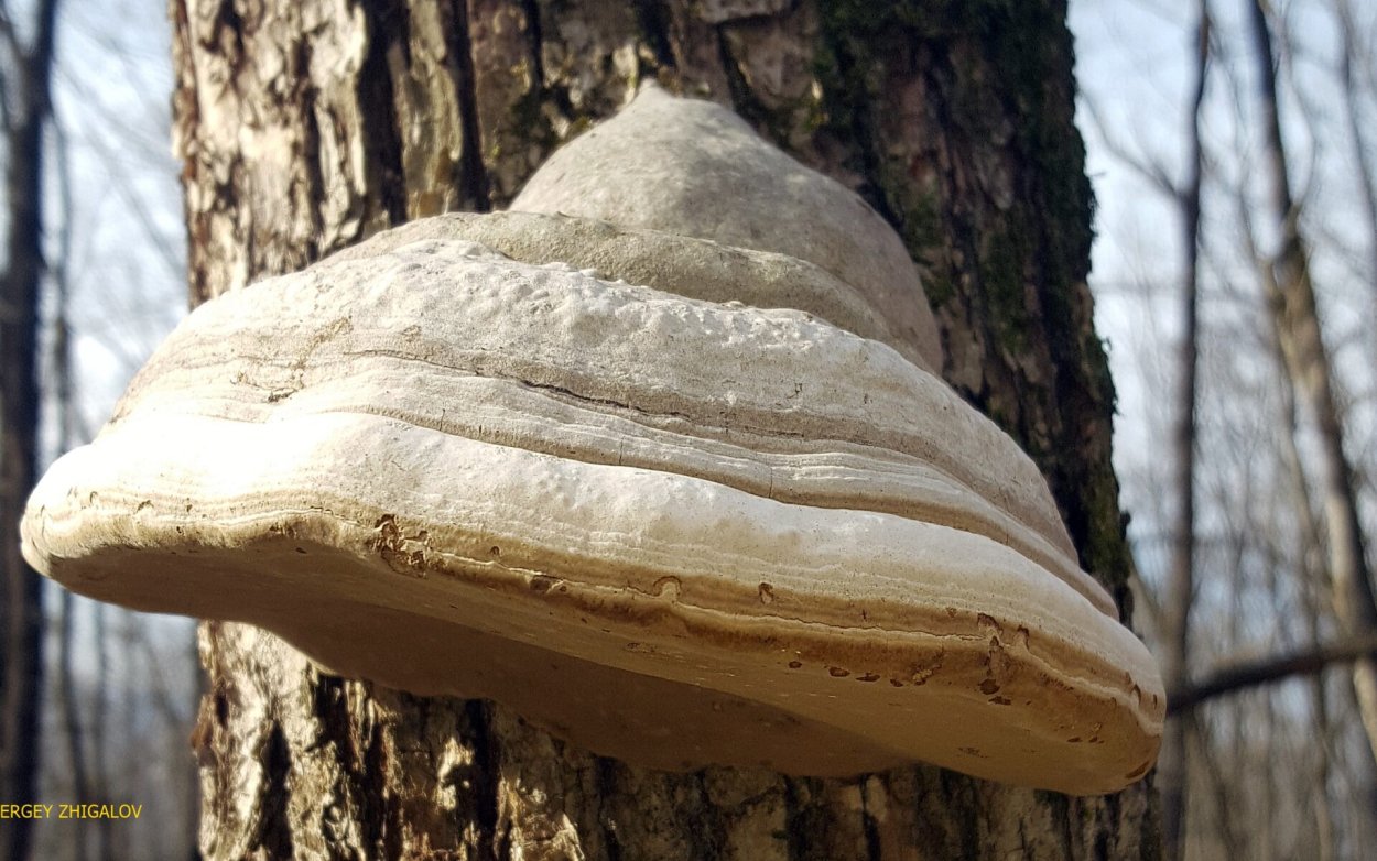 Трутовик настоящий fomes fomentarius