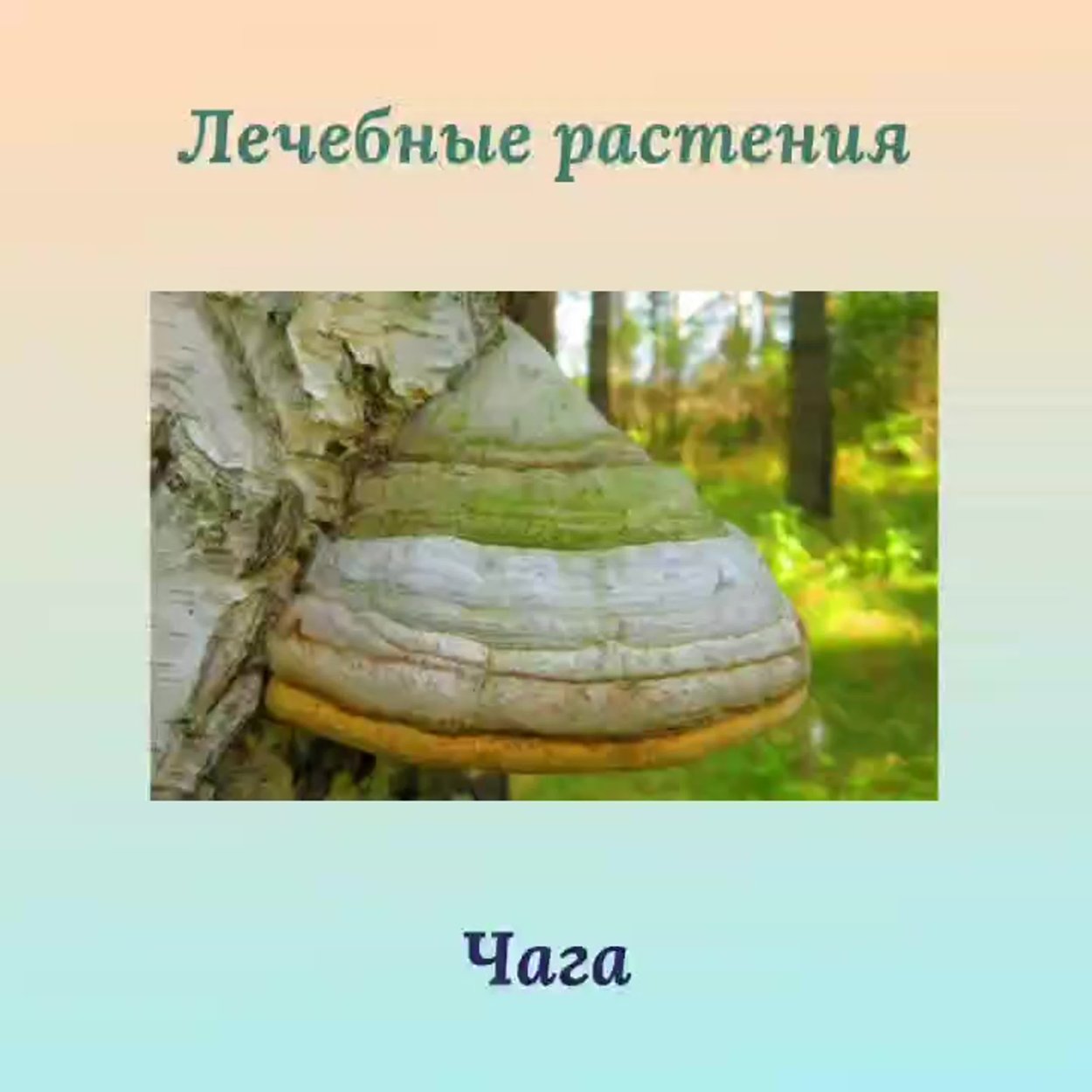 Гриб трутовик чага