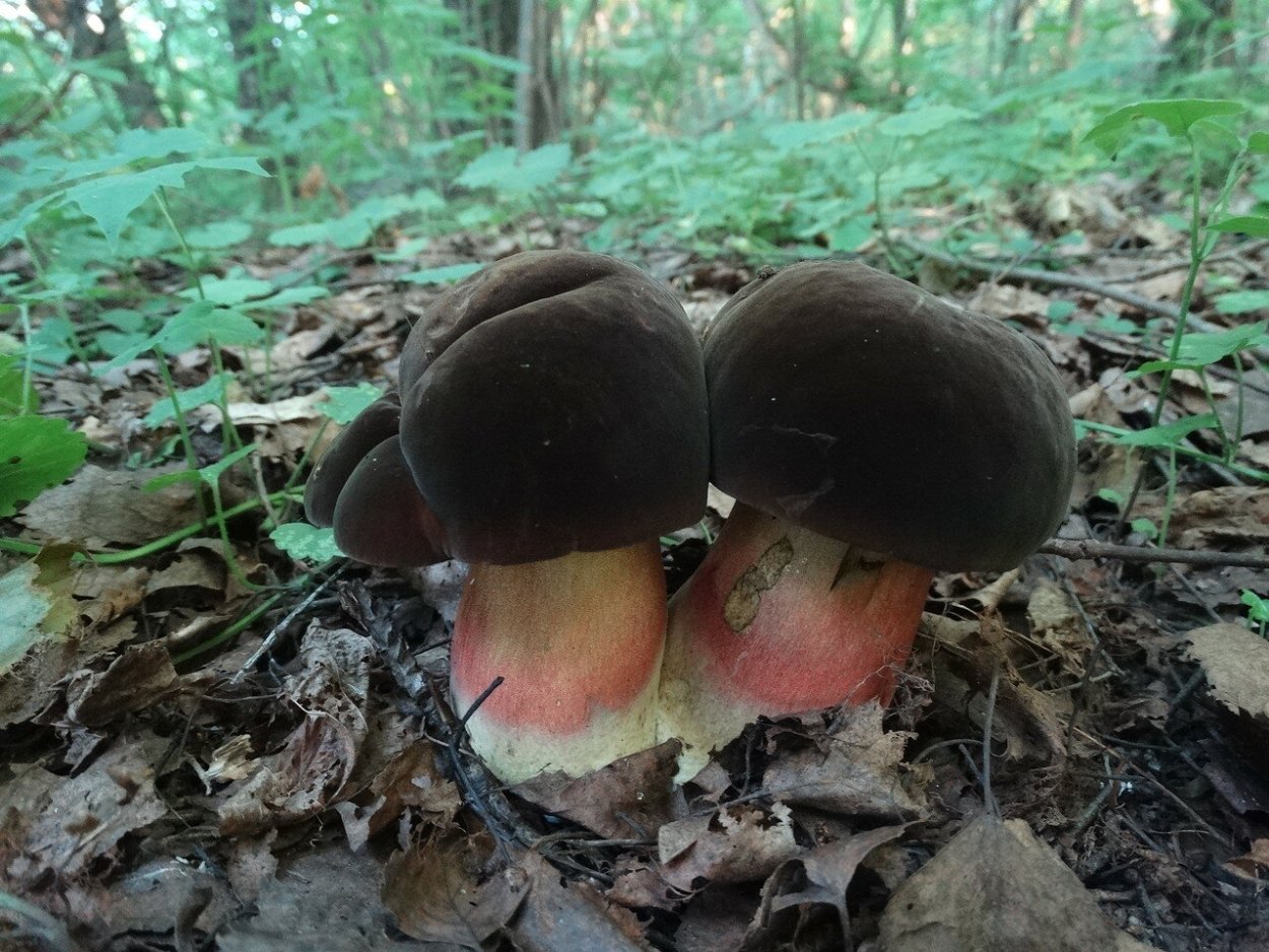 Млечник дубовый Lactarius Quietus