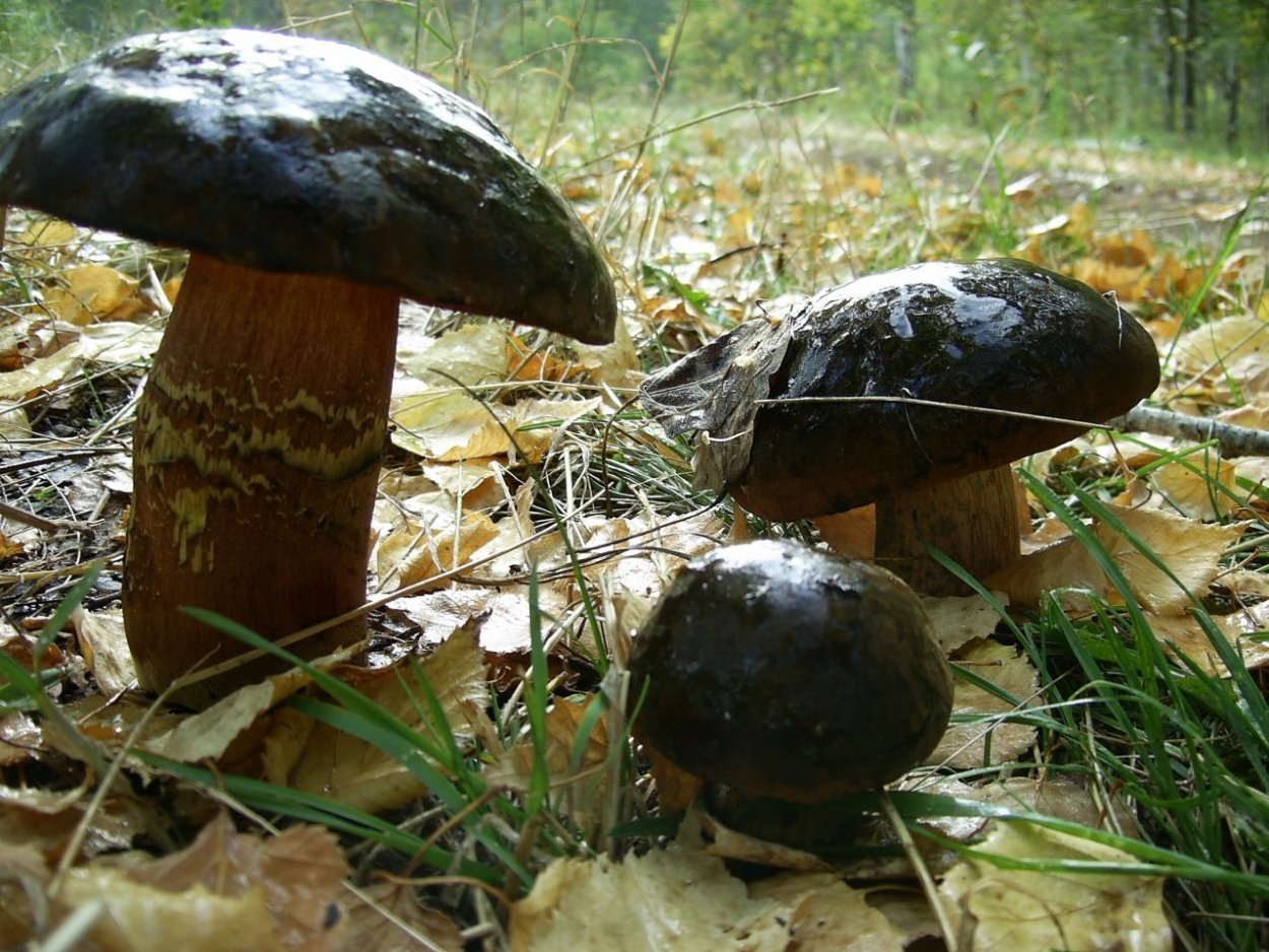 Дубовик крапчатый Boletus erythropus