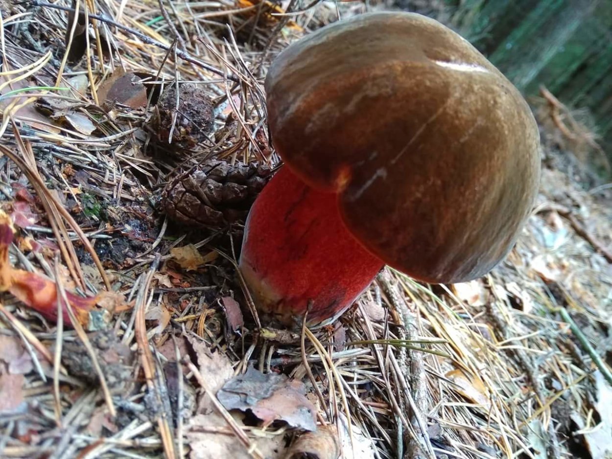 Дубовик крапчатый Boletus erythropus