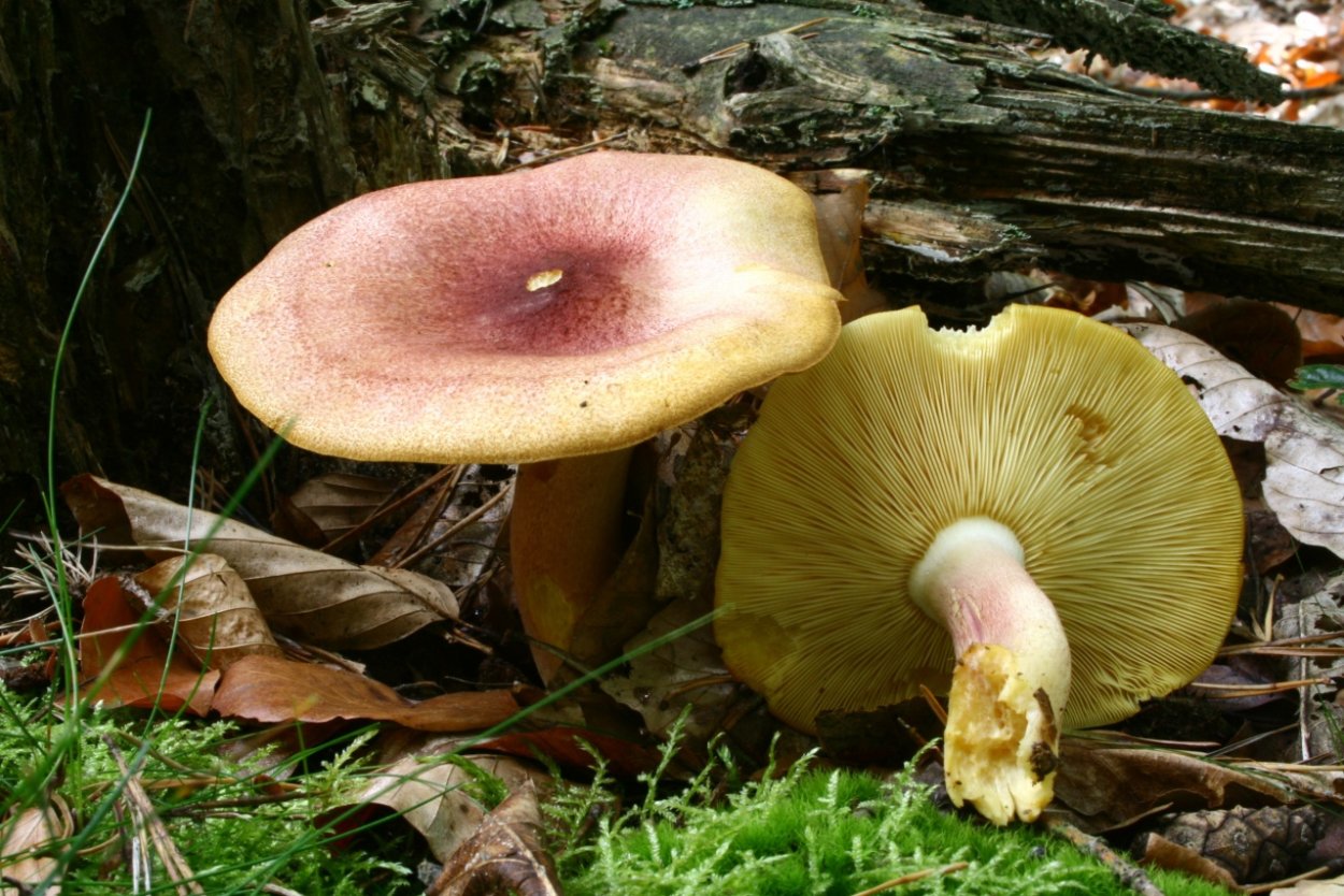 Сыроежка зеленоватая (Russula virescens)