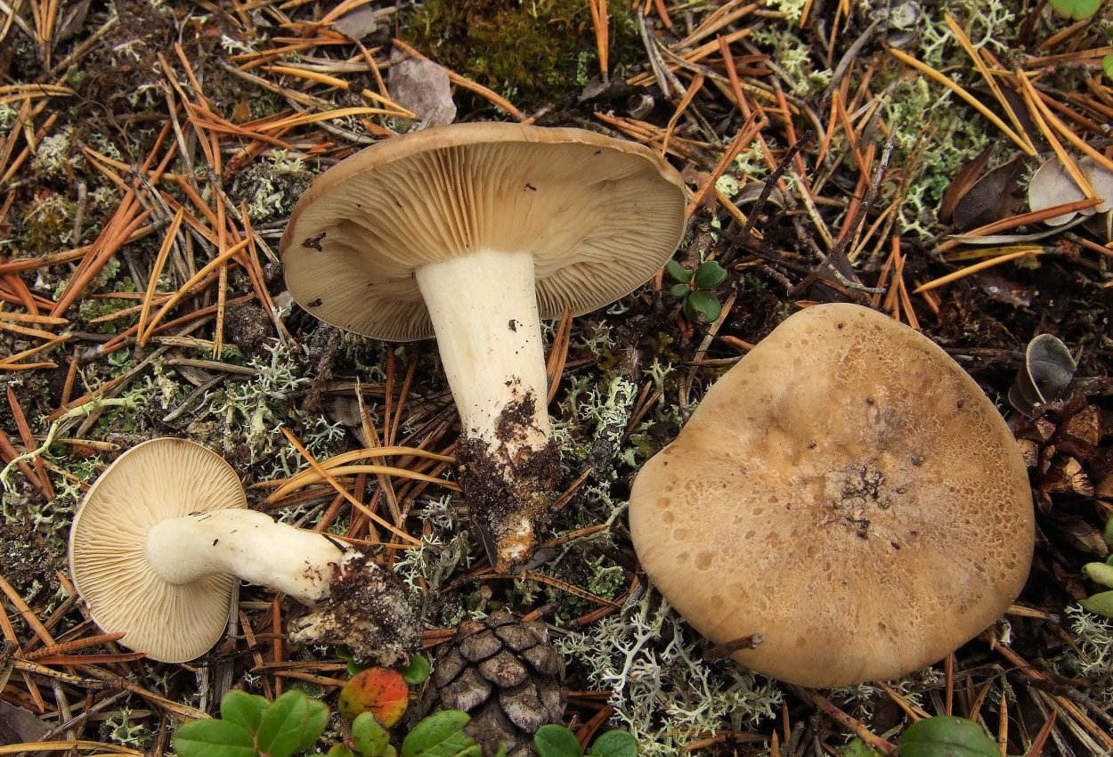 Рядовка серая Tricholoma portentosum.