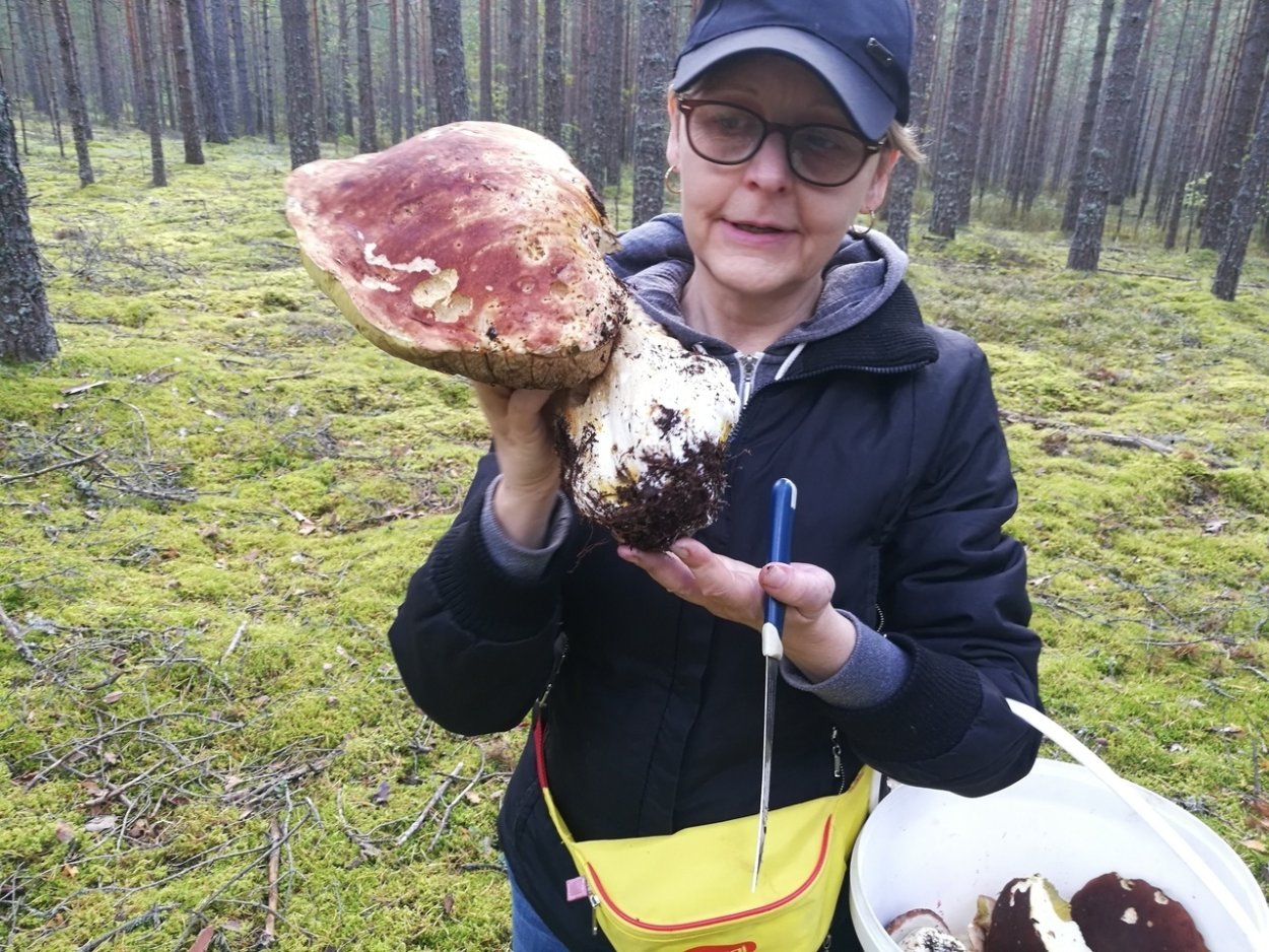 Поляна белых грибов