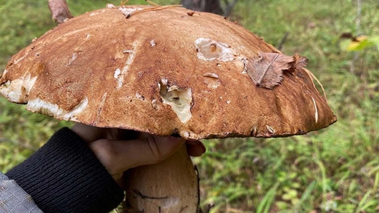 Ларичиха Алтайский край грибы