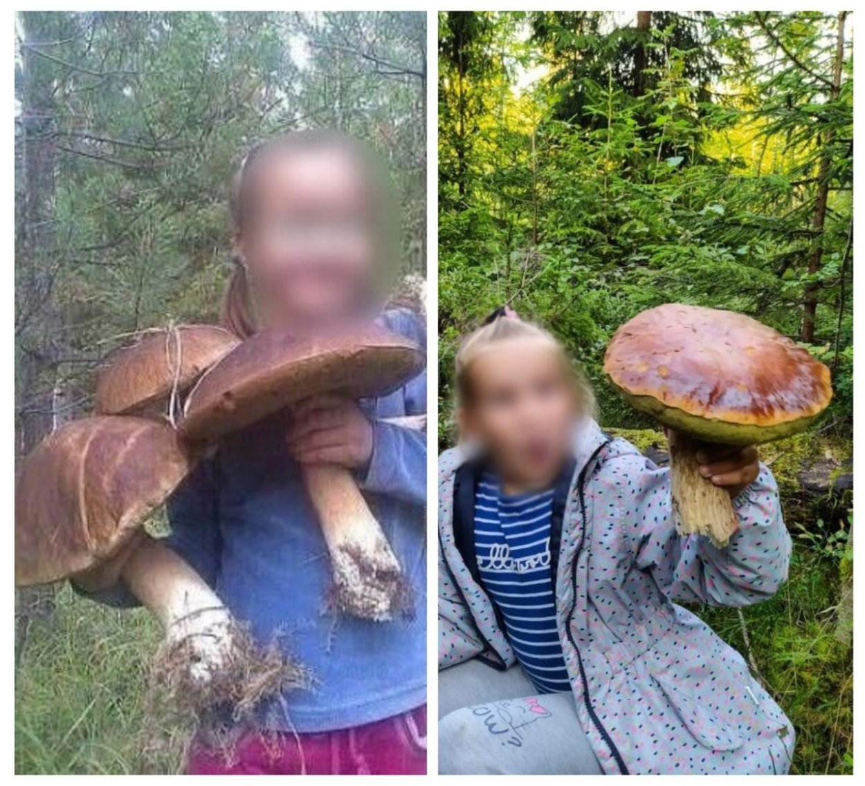 Самый большой гриб