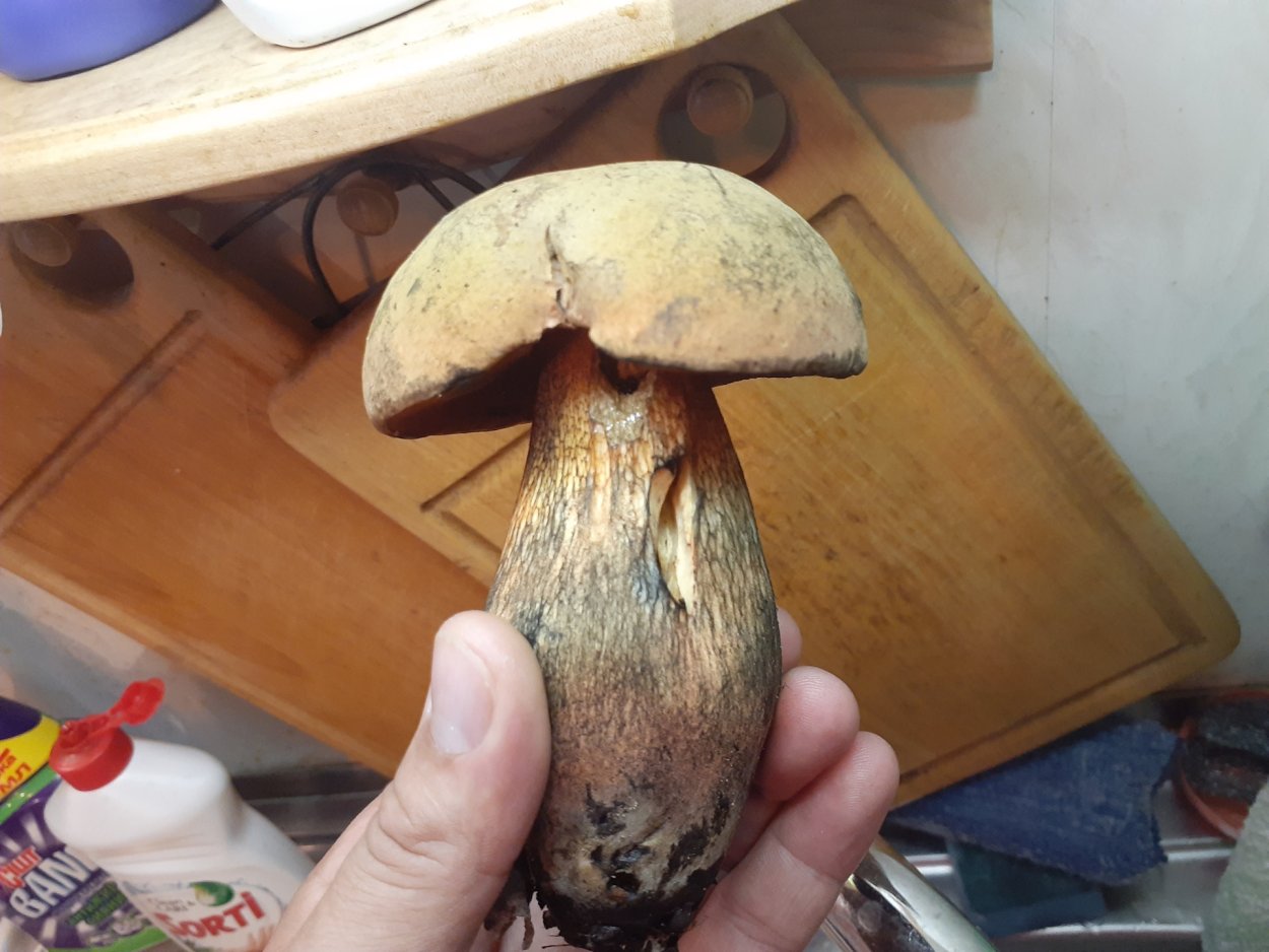 Кусок гриба