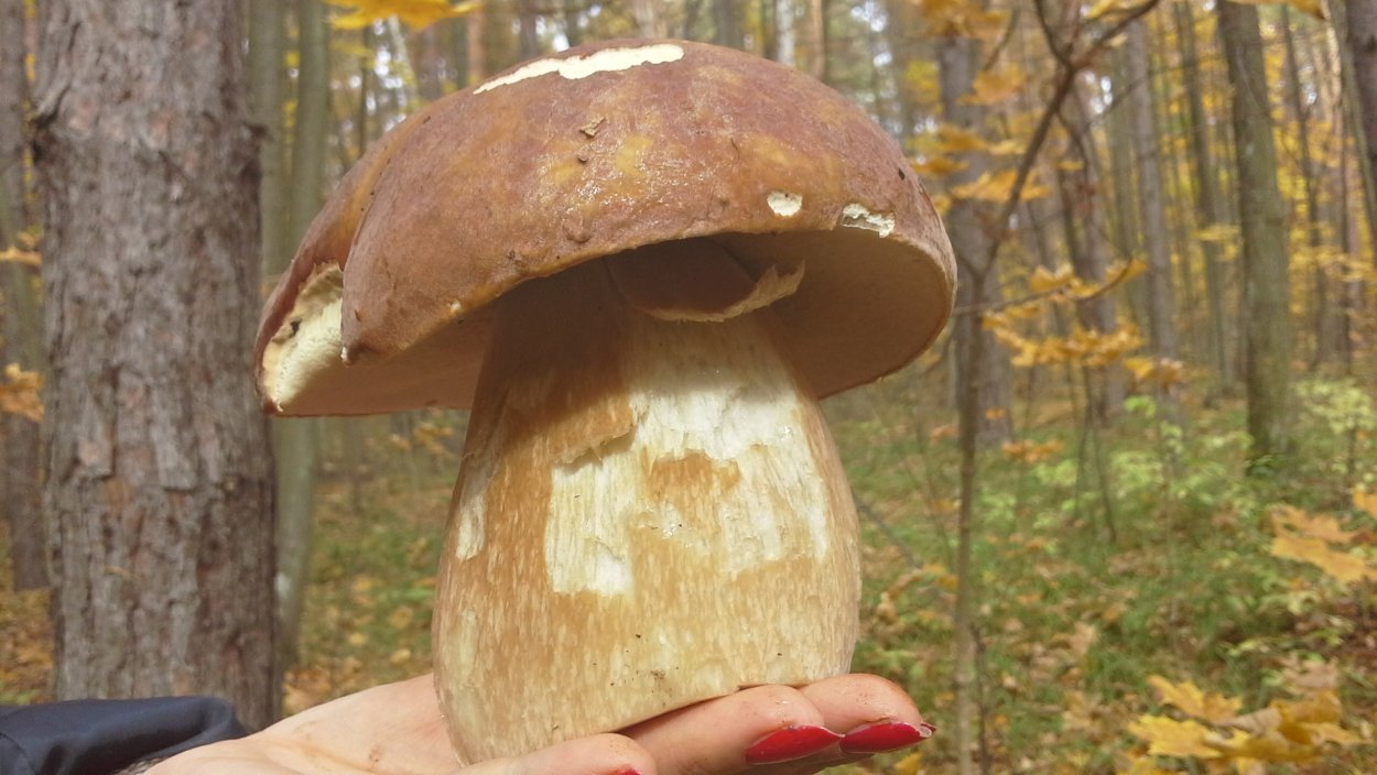 Болетовые маслята свинушки