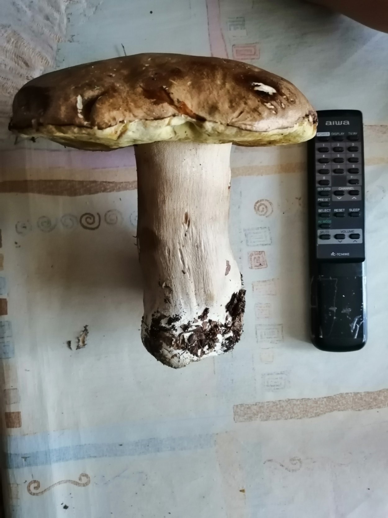 Желчный гриб на срезе