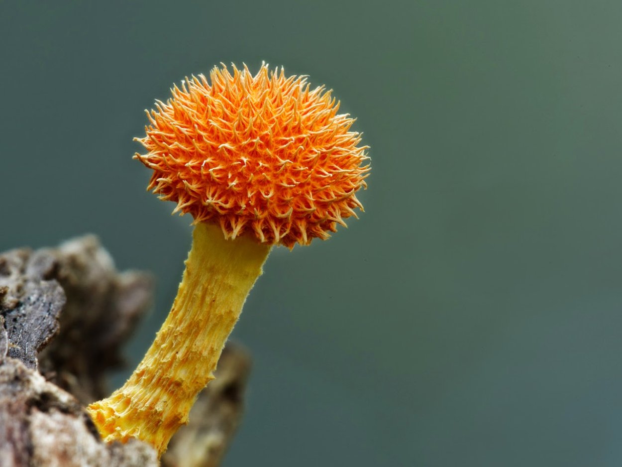 Cyptotrama asprata
