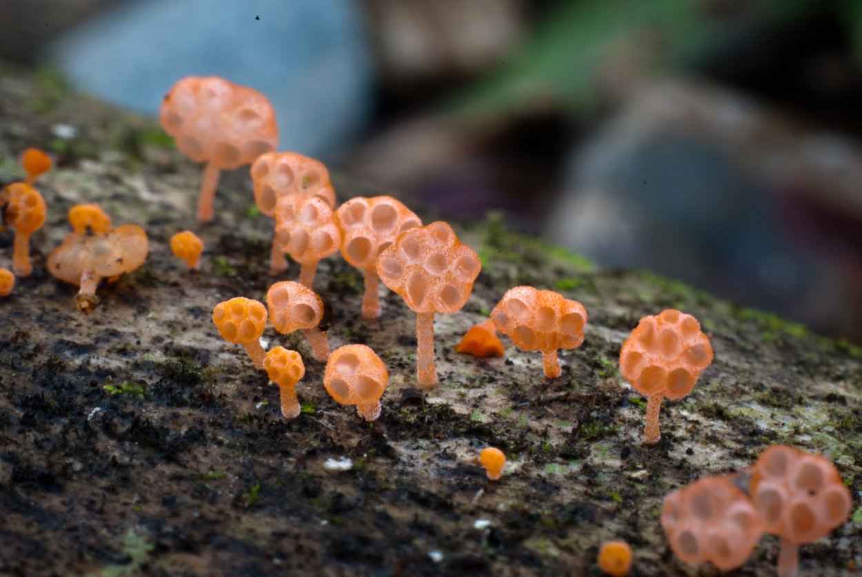 Лерациомицес (leratiomyces)
