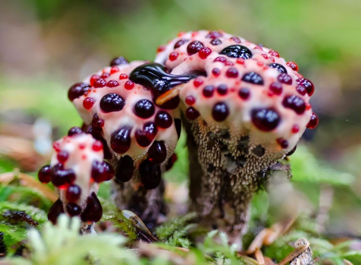 Ежовик кровоточащий / Hydnellum peckii