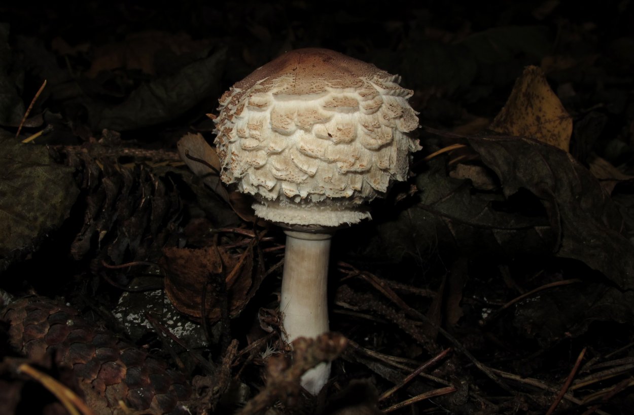 Macrolepiota venenata